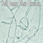 Advances in Soil Borne Plant Diseases