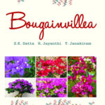 Bougainvillea